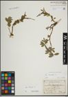 Foto von Salix hastata L.